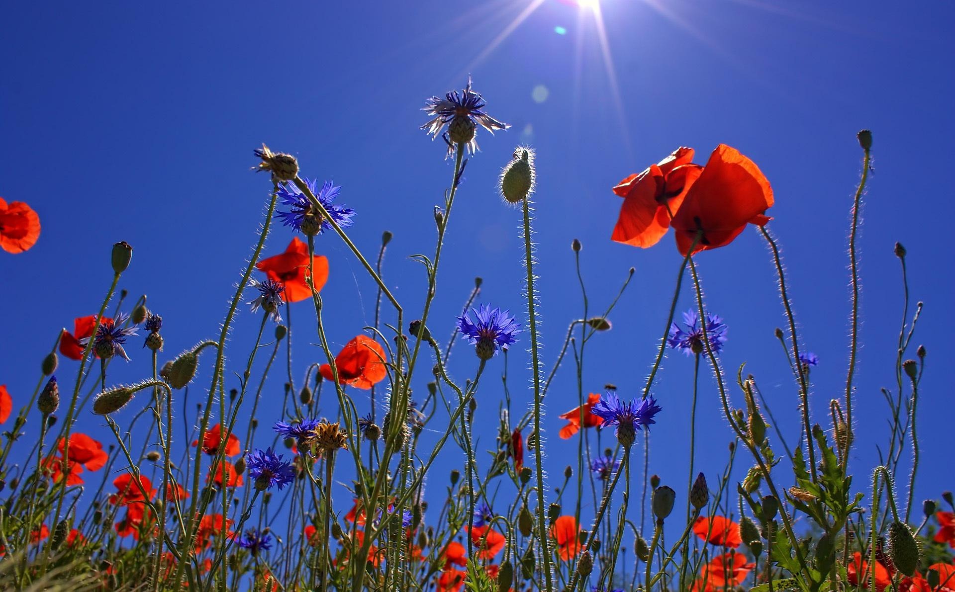 Élevage Barbara - Coquelicot