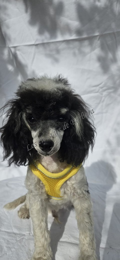 Caniche TOY - TIKY - Photo 2