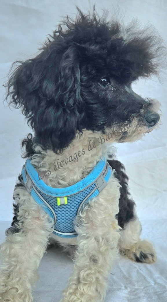 Caniche TOY - TIKY - Photo 4