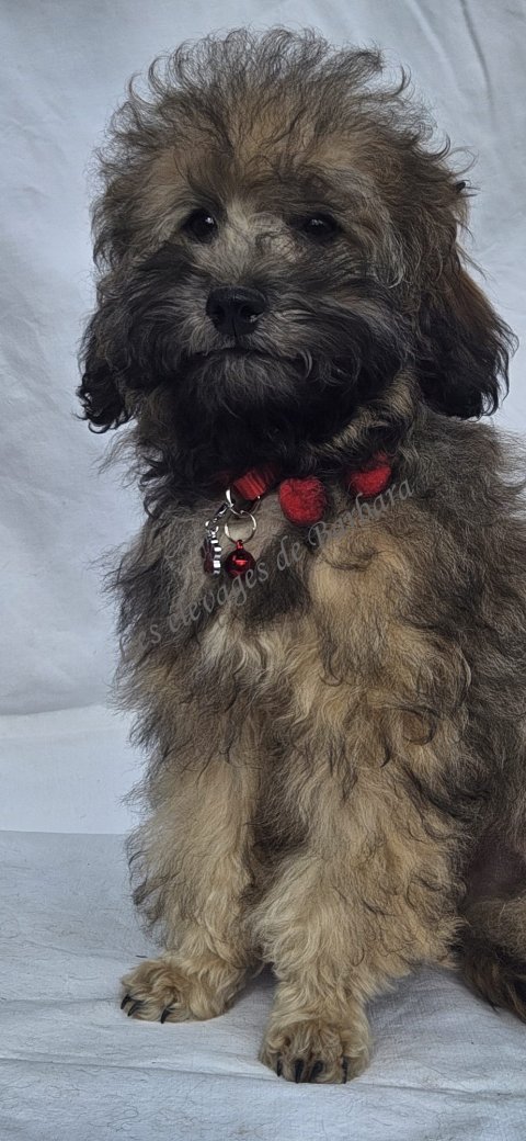 Caniche TOY - TIKY - Photo 5