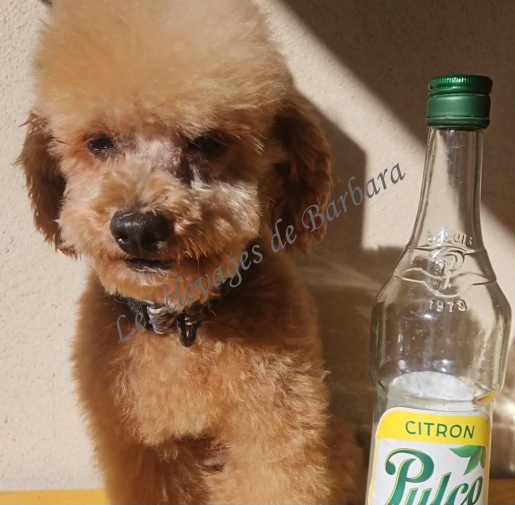 TIKY du Domaine de Léro, Caniche TINY TOY mâle, photo 6