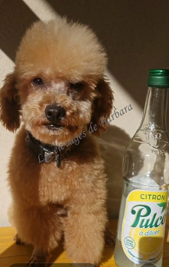 TIKY du Domaine de Léro, Caniche TINY TOY mâle, photo 7