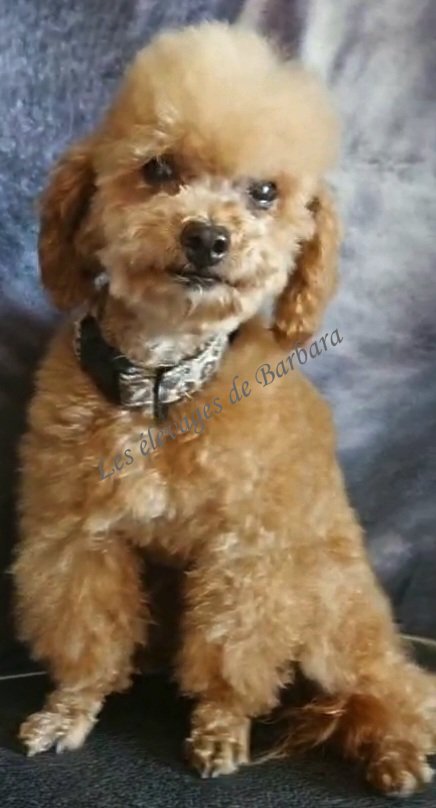 TIKY du Domaine de Léro, Caniche TINY TOY mâle, photo 8