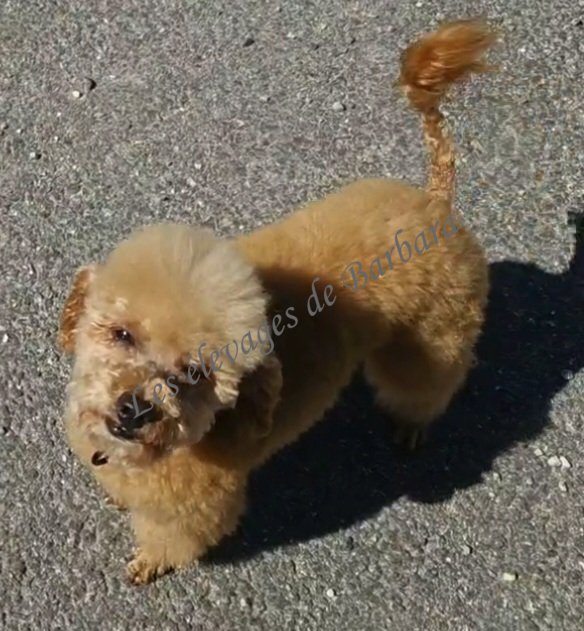 TIKY du Domaine de Léro, Caniche TINY TOY mâle, photo 9