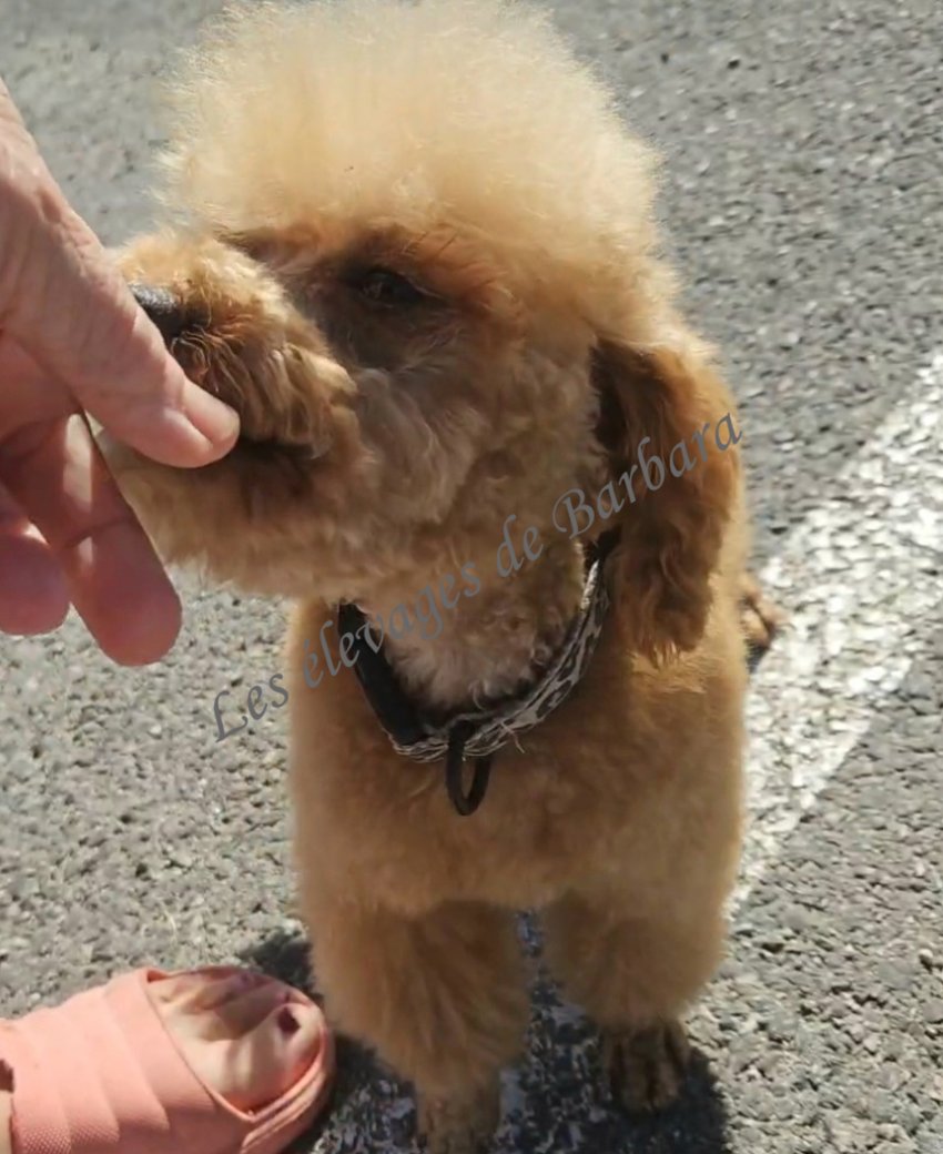 TIKY du Domaine de Léro, Caniche TINY TOY mâle, photo 10