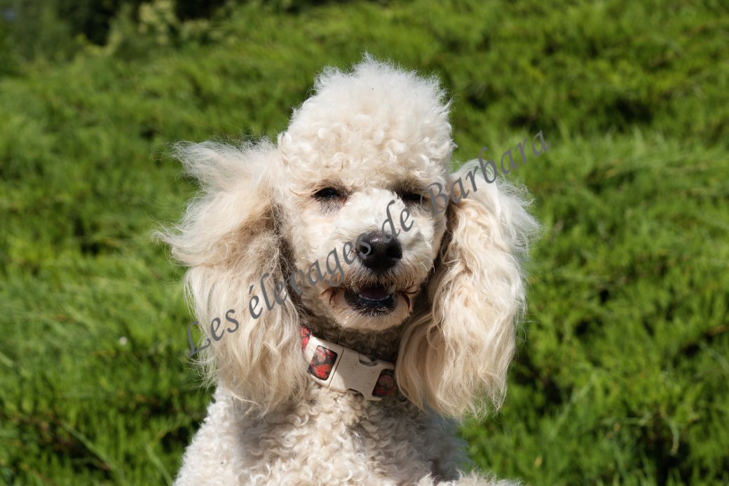 AMADO, Caniche TINY TOY femelle, photo 2