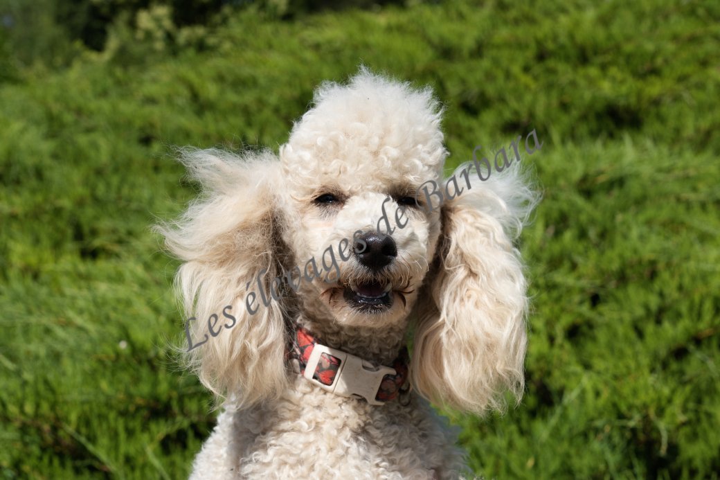 AMADO, Caniche TINY TOY femelle, photo 3