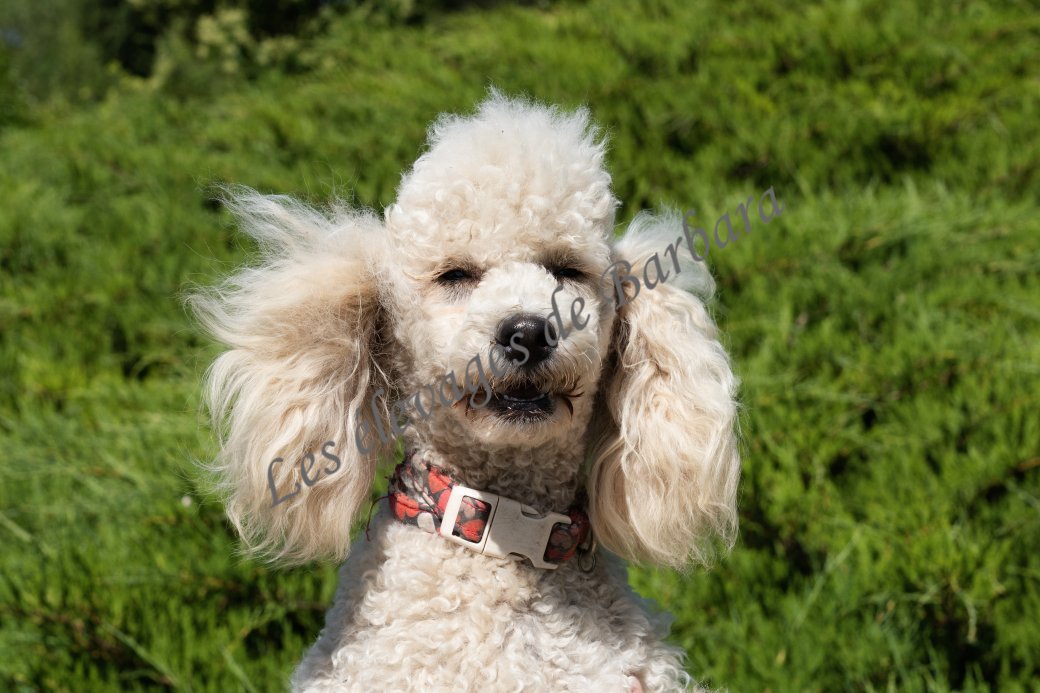 AMADO, Caniche TINY TOY femelle, photo 4