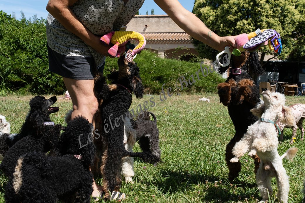 AMADO, Caniche TINY TOY femelle, photo 6