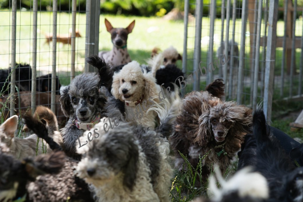 AMADO, Caniche TINY TOY femelle, photo 8