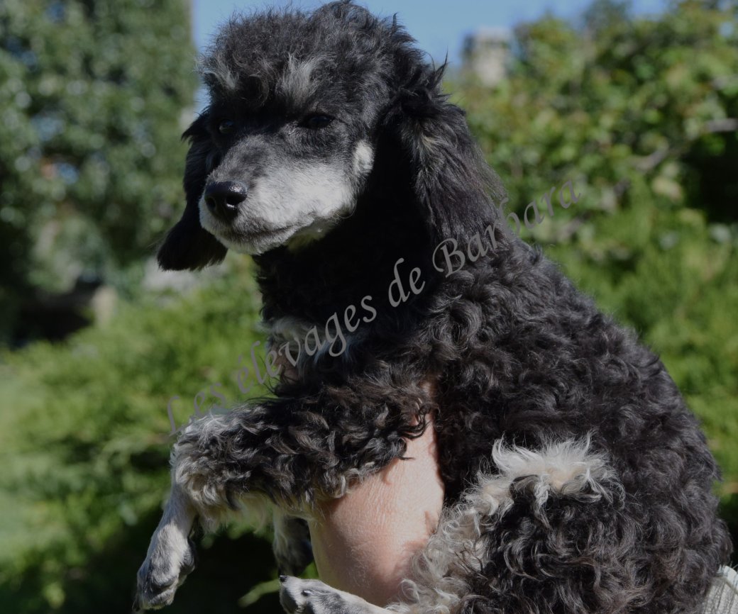Caniche TINY TOY - AMAYA - Photo 2