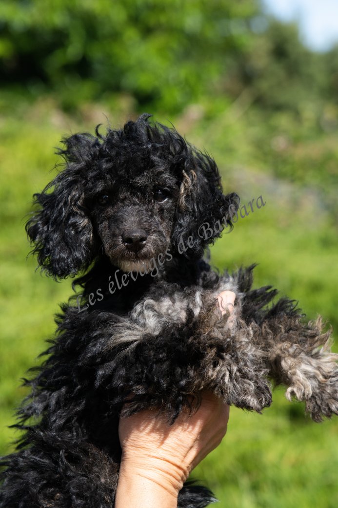 AMAYA, Caniche TINY TOY femelle, photo 11