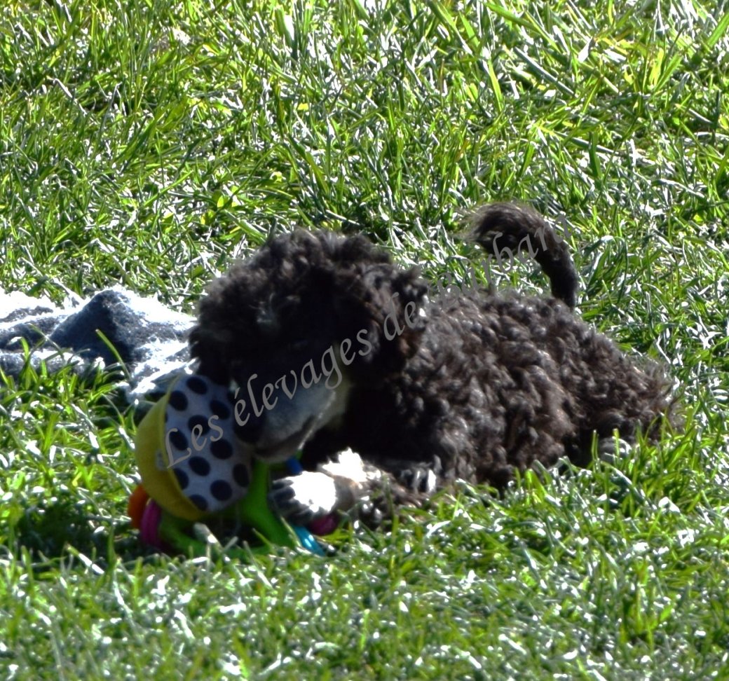 Caniche TINY TOY - AMAYA - Photo 3
