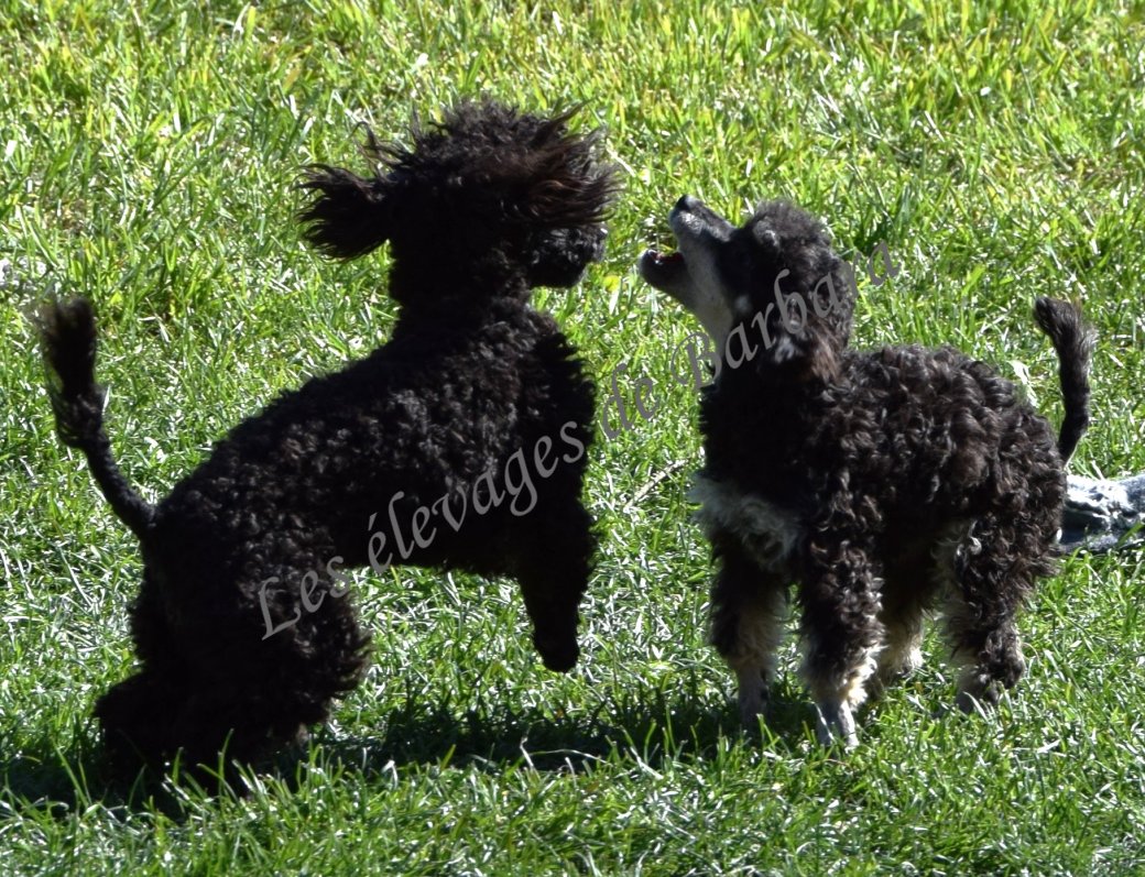 Caniche TINY TOY - AMAYA - Photo 4