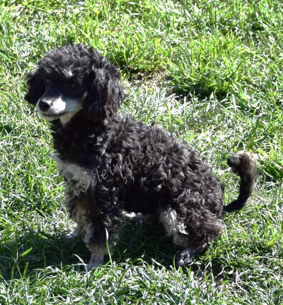 Caniche TINY TOY - AMAYA - Photo 5