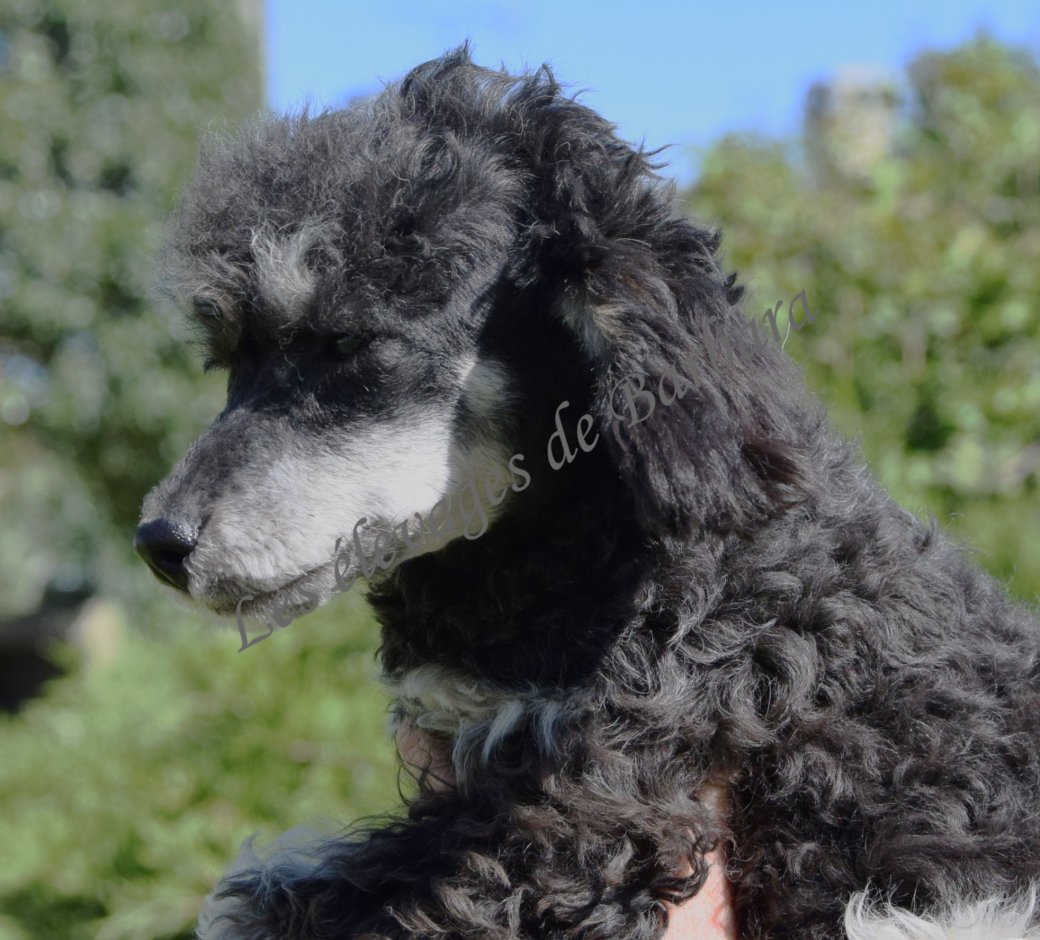 Caniche TINY TOY - AMAYA - Photo 6