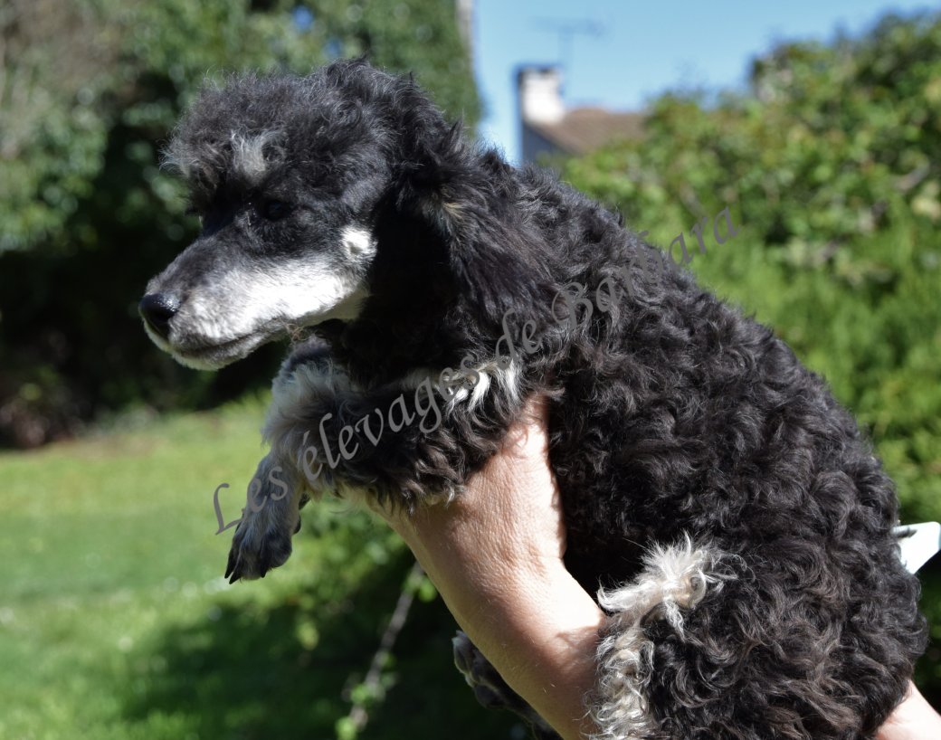 Caniche TINY TOY - AMAYA - Photo 7