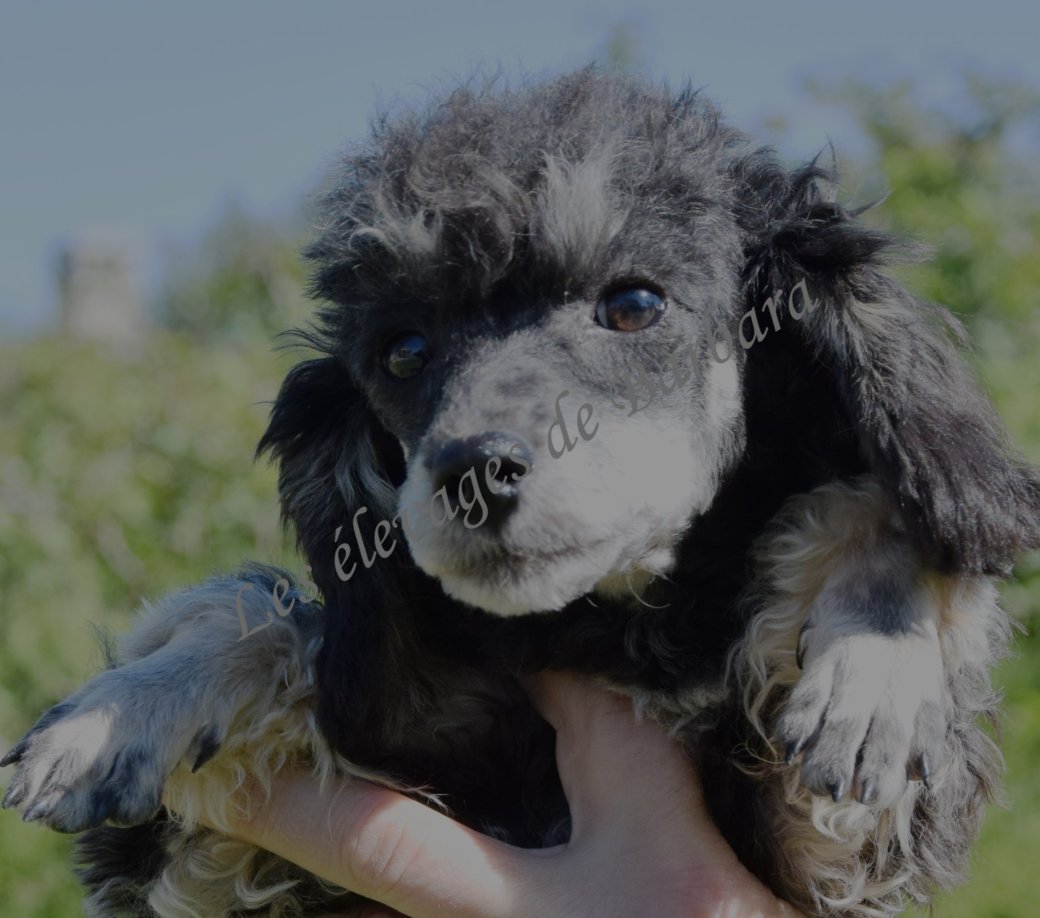 Caniche TINY TOY - AMAYA - Photo 8