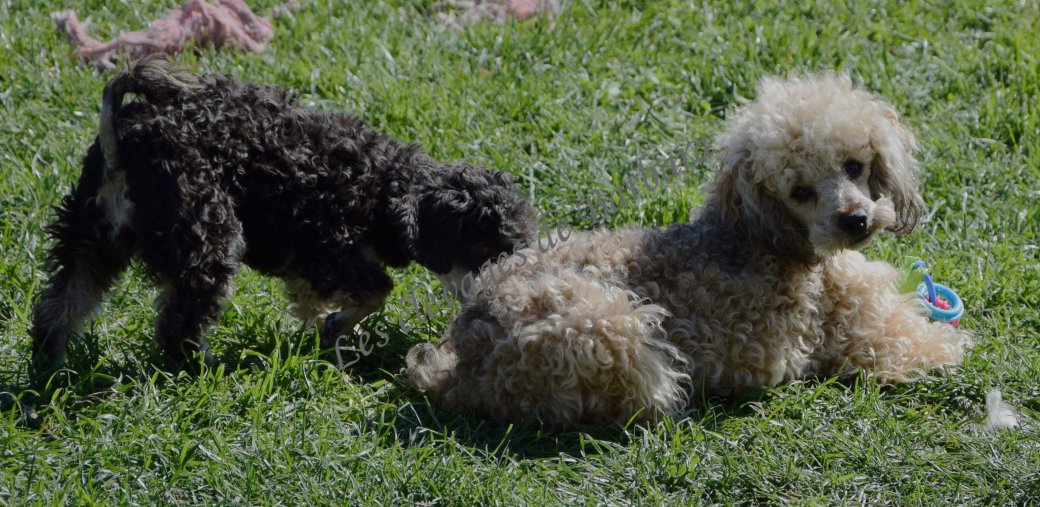 Caniche TINY TOY - AMAYA - Photo 10