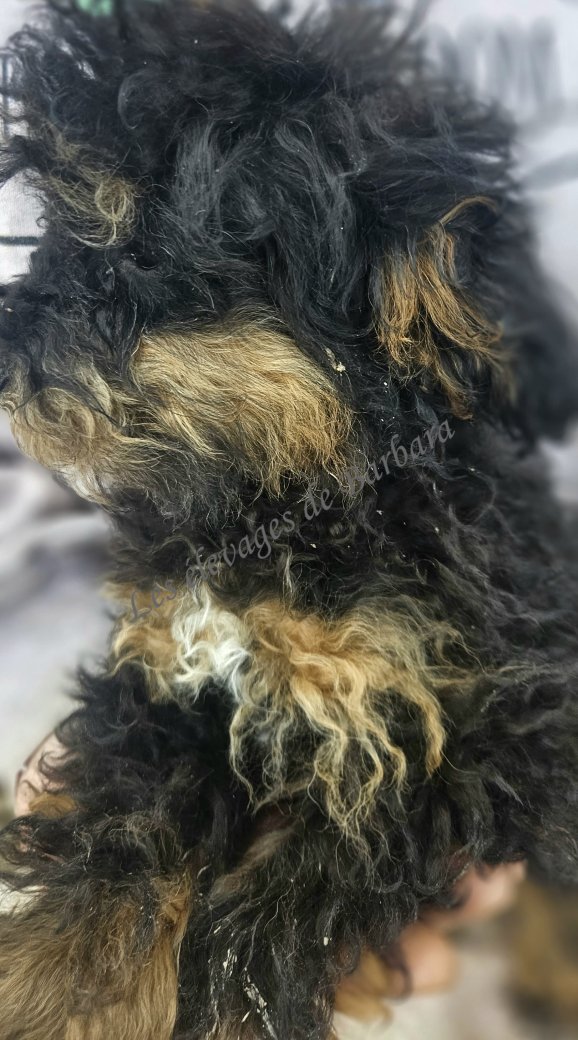 AYANA, Caniche TOY femelle, photo 4