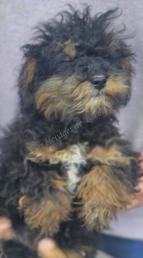 AYANA, Caniche TOY femelle, photo 6