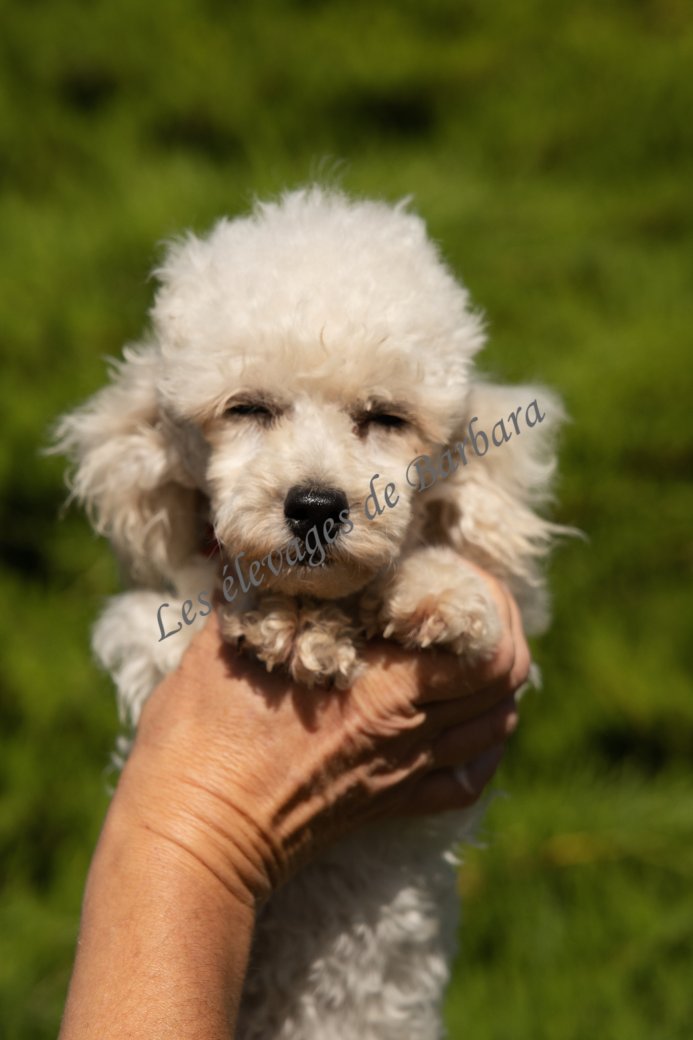 ALPYLLE, Caniche TOY femelle, photo 2
