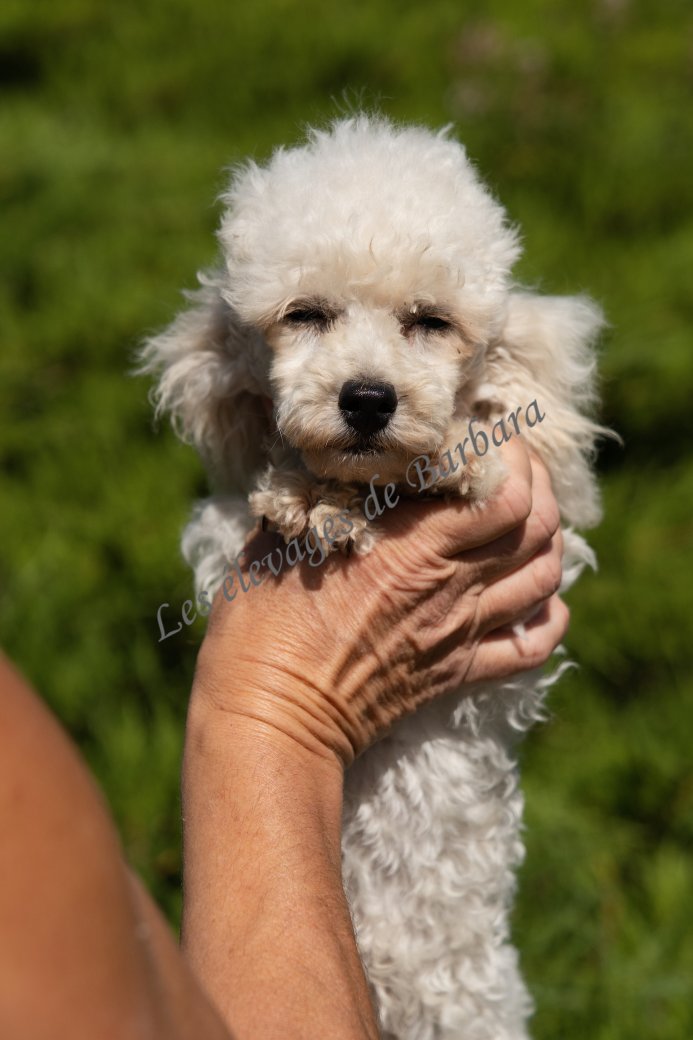 ALPYLLE, Caniche TOY femelle, photo 3