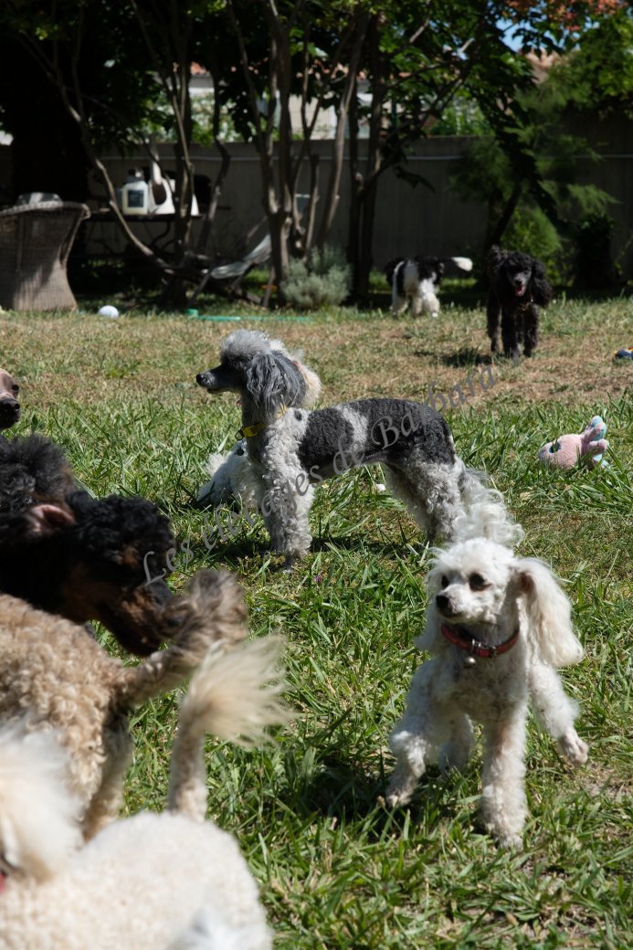 ALPYLLE, Caniche TOY femelle, photo 4