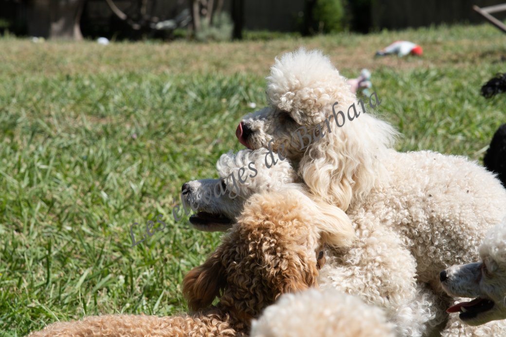 ALPYLLE, Caniche TOY femelle, photo 5
