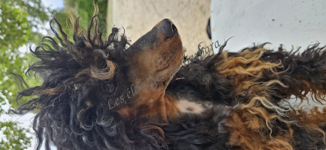 Caniche TOY - VYC - Photo 2