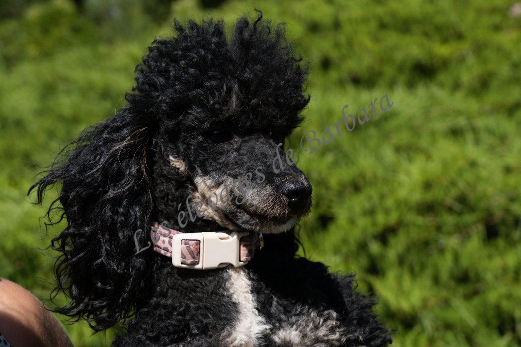 VYC, Caniche TOY femelle, photo 3