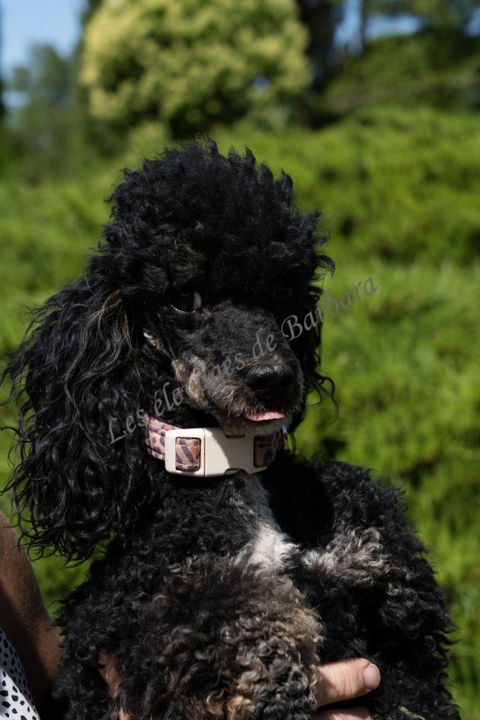 VYC, Caniche TOY femelle, photo 4