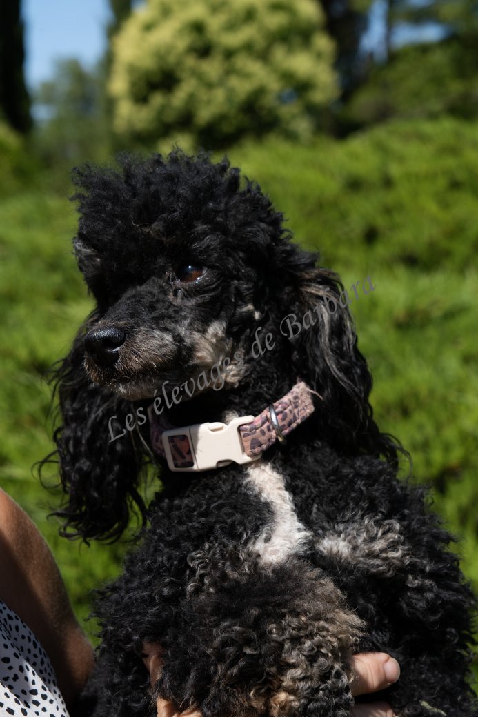 VYC, Caniche TOY femelle, photo 5