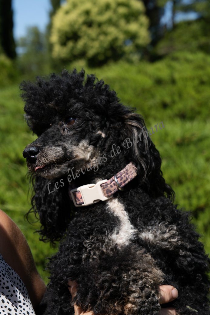 VYC, Caniche TOY femelle, photo 6