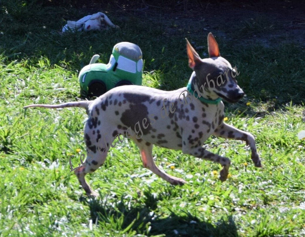 U'ELECTRA, American Hairless Terrier femelle, photo 2