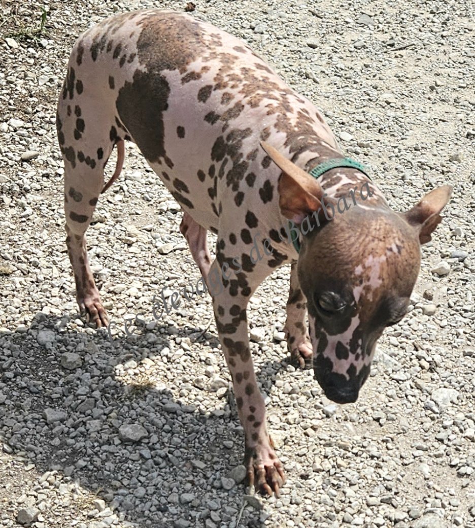 U'ELECTRA, American Hairless Terrier femelle, photo 3