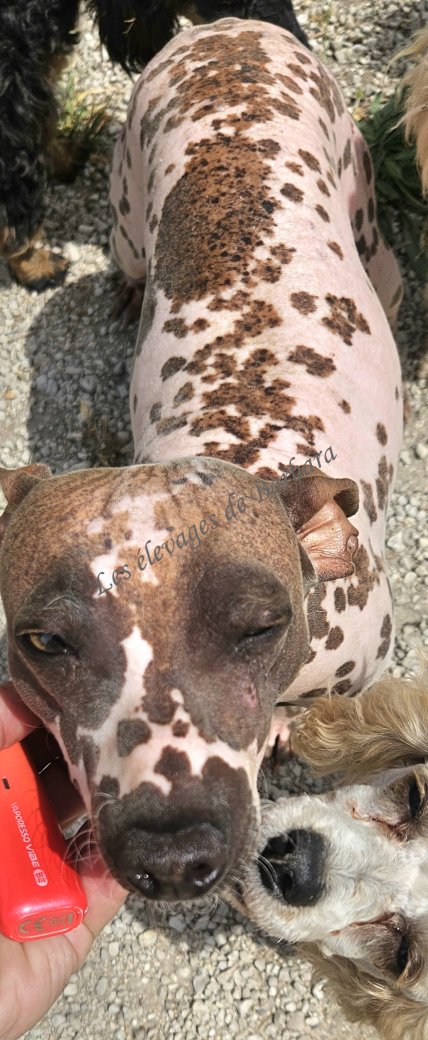 U'ELECTRA, American Hairless Terrier femelle, photo 6