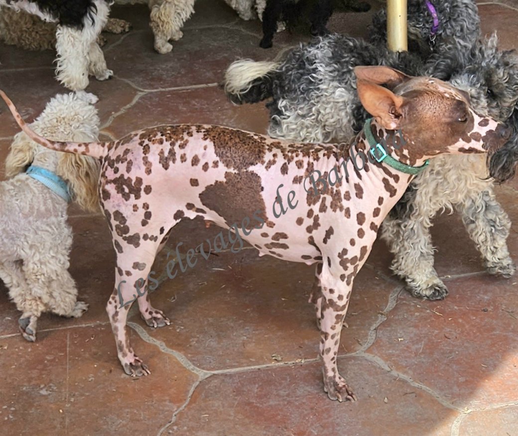 U'ELECTRA, American Hairless Terrier femelle, photo 7