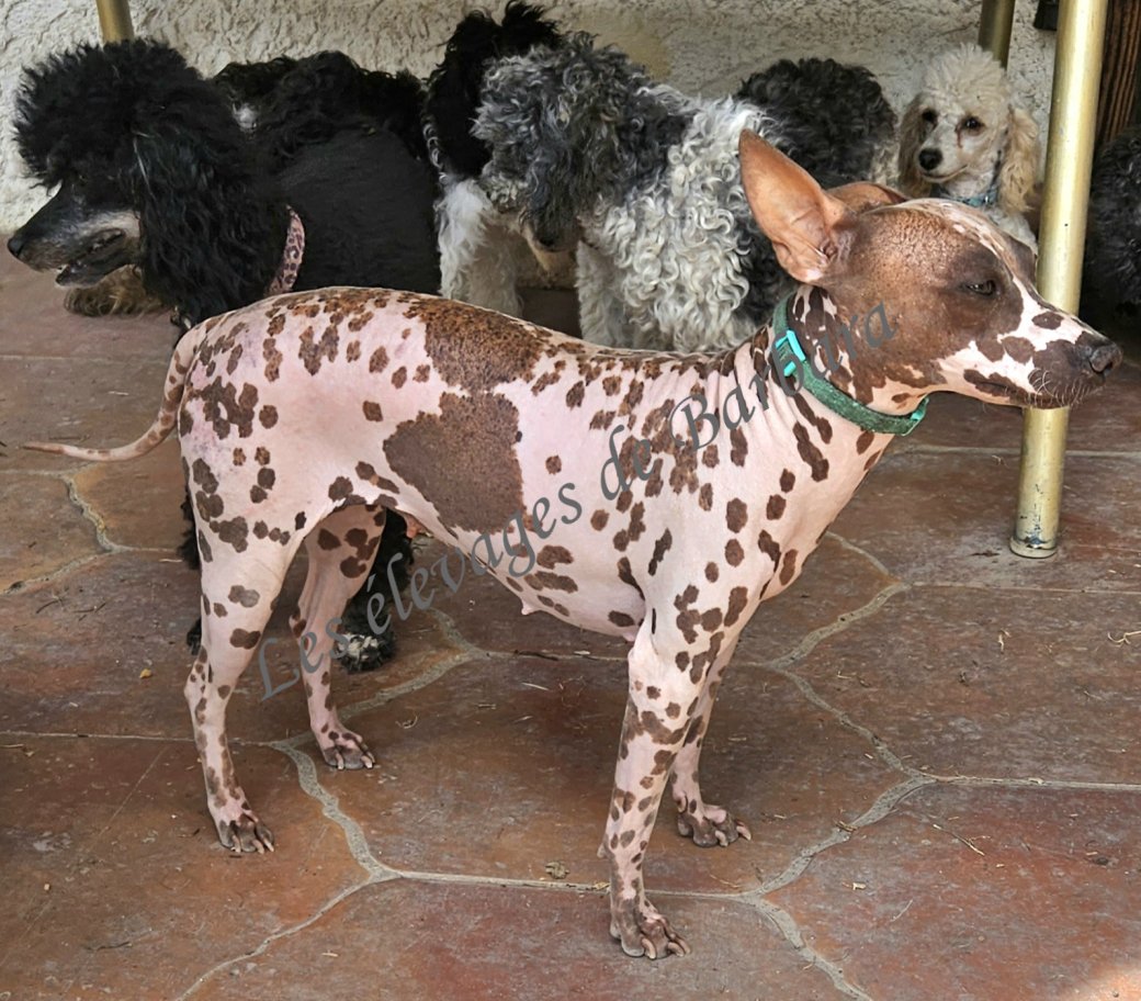 U'ELECTRA, American Hairless Terrier femelle, photo 8