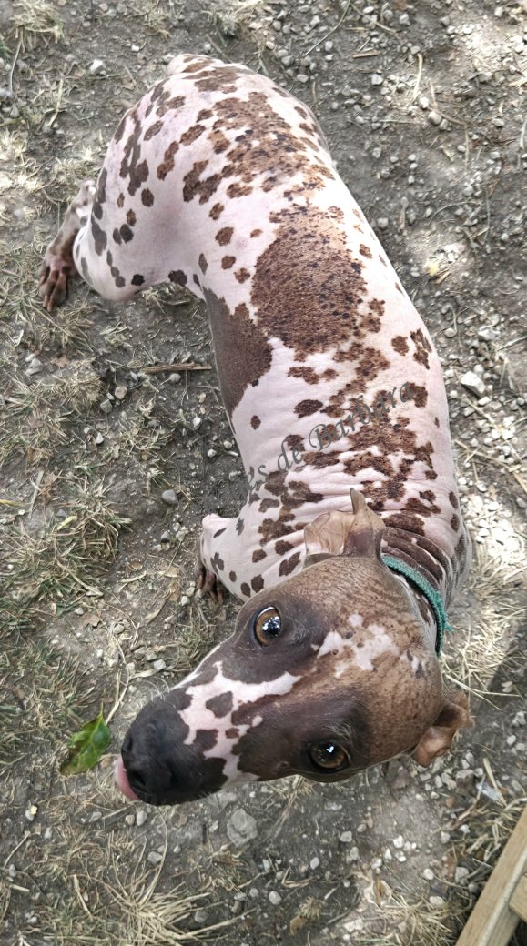 U'ELECTRA, American Hairless Terrier femelle, photo 9