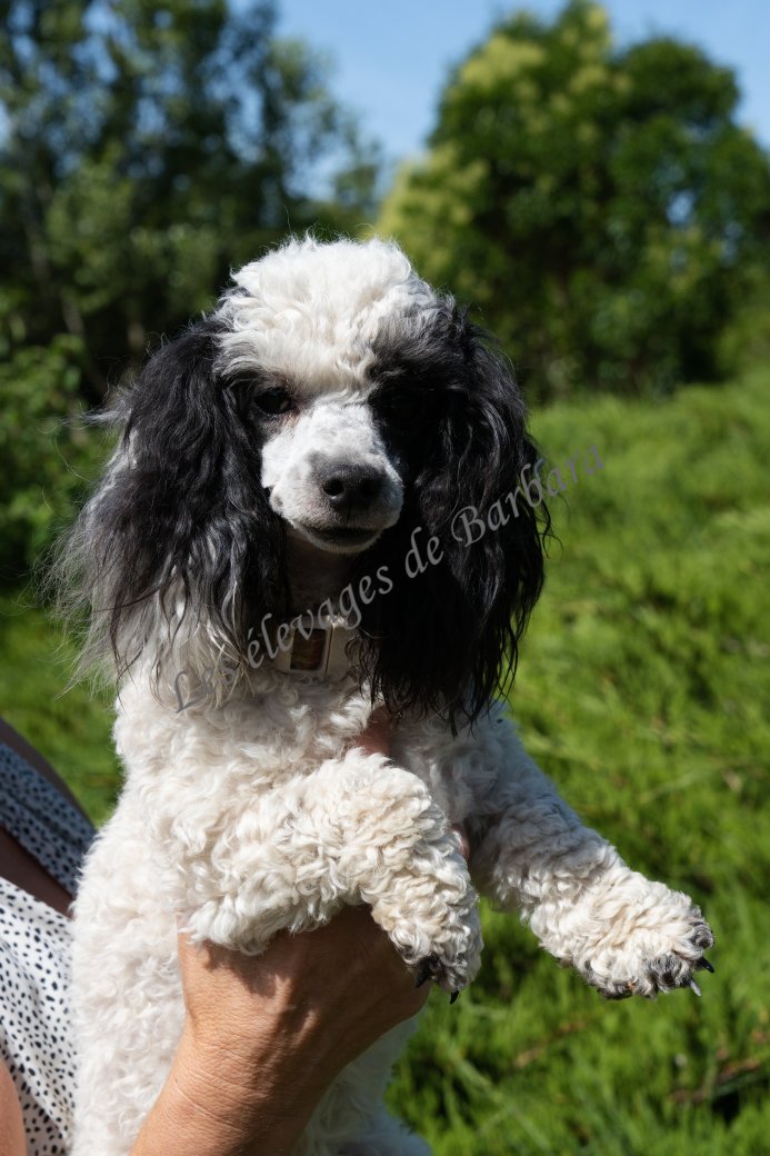 VYTA, Caniche TOY femelle, photo 2