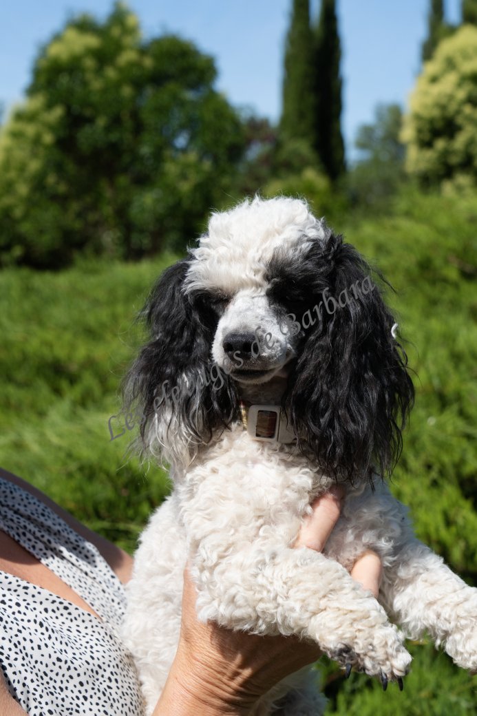 VYTA, Caniche TOY femelle, photo 3