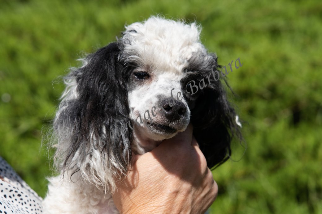 VYTA, Caniche TOY femelle, photo 4