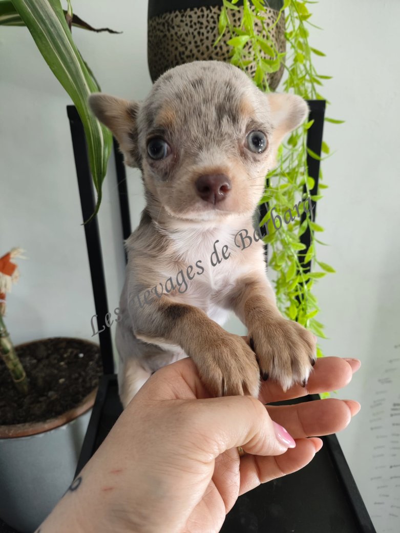 Chihuahua - VOULFY - Photo 2