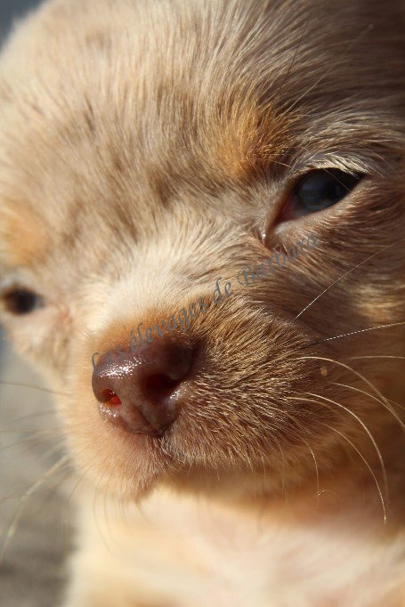 Chihuahua - VOULFY - Photo 3