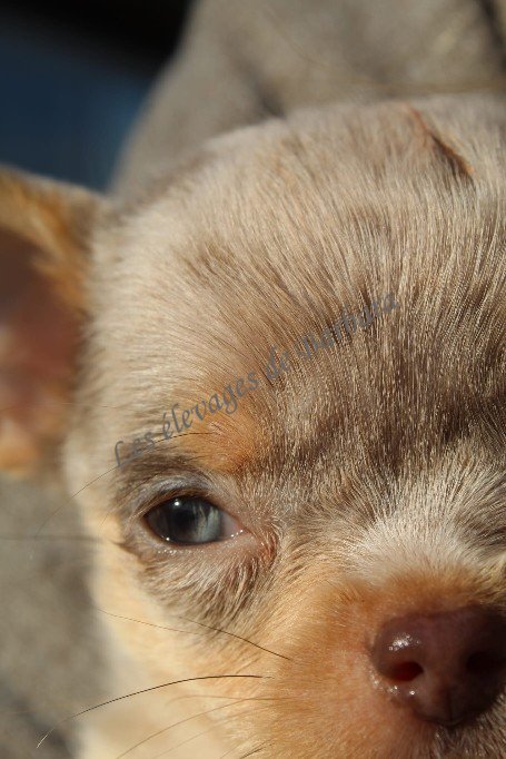 Chihuahua - VOULFY - Photo 5