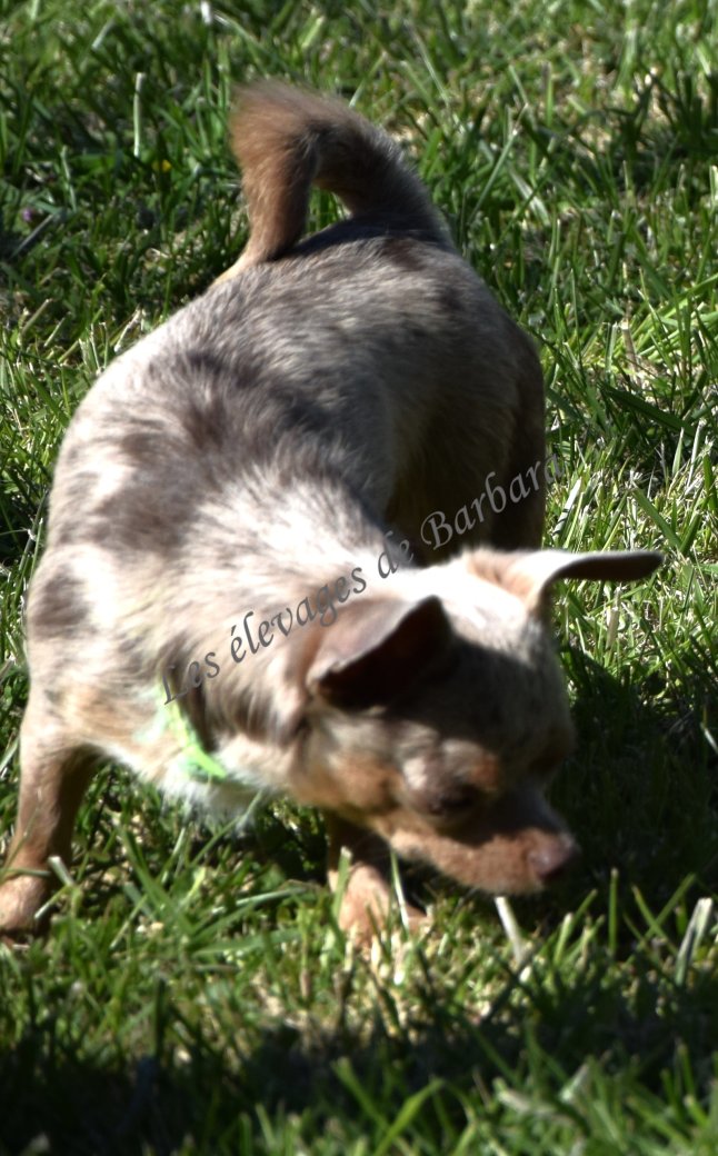 Chihuahua - VOULFY - Photo 6