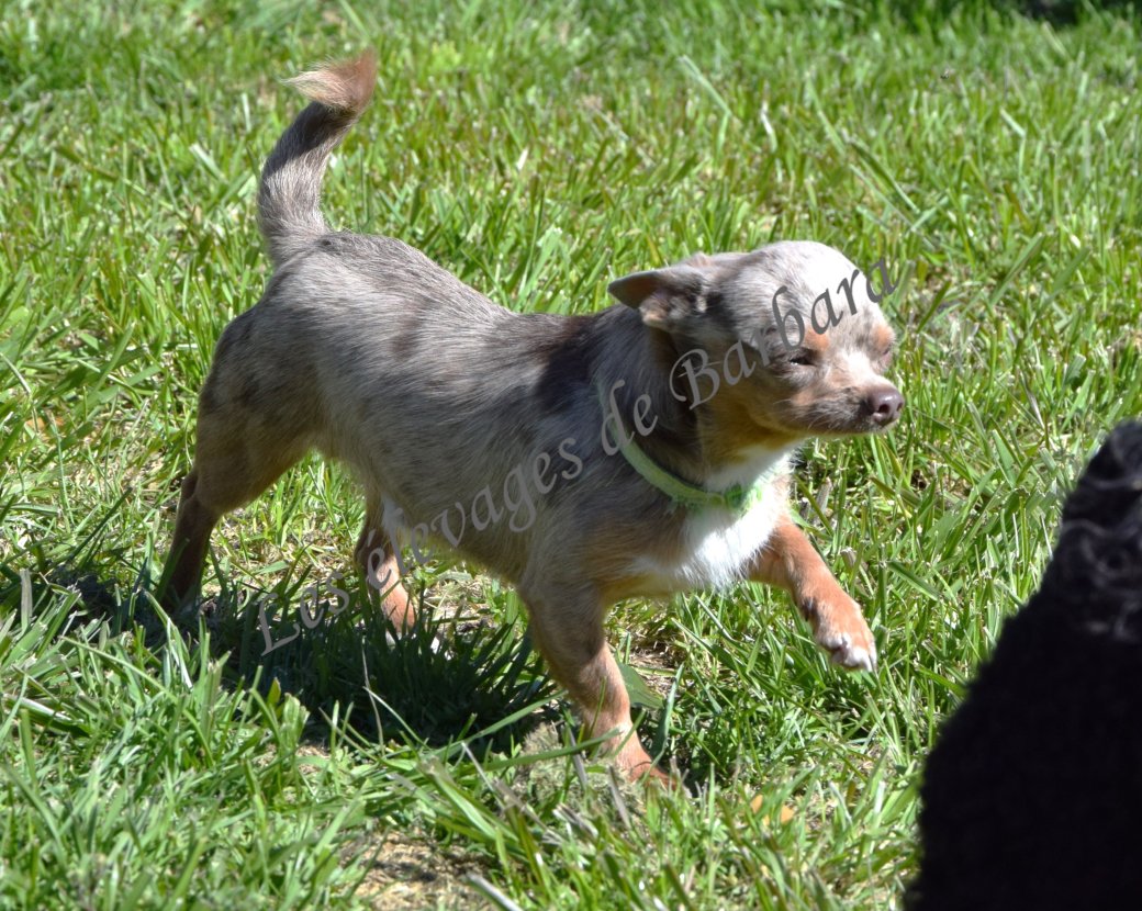 Chihuahua - VOULFY - Photo 9