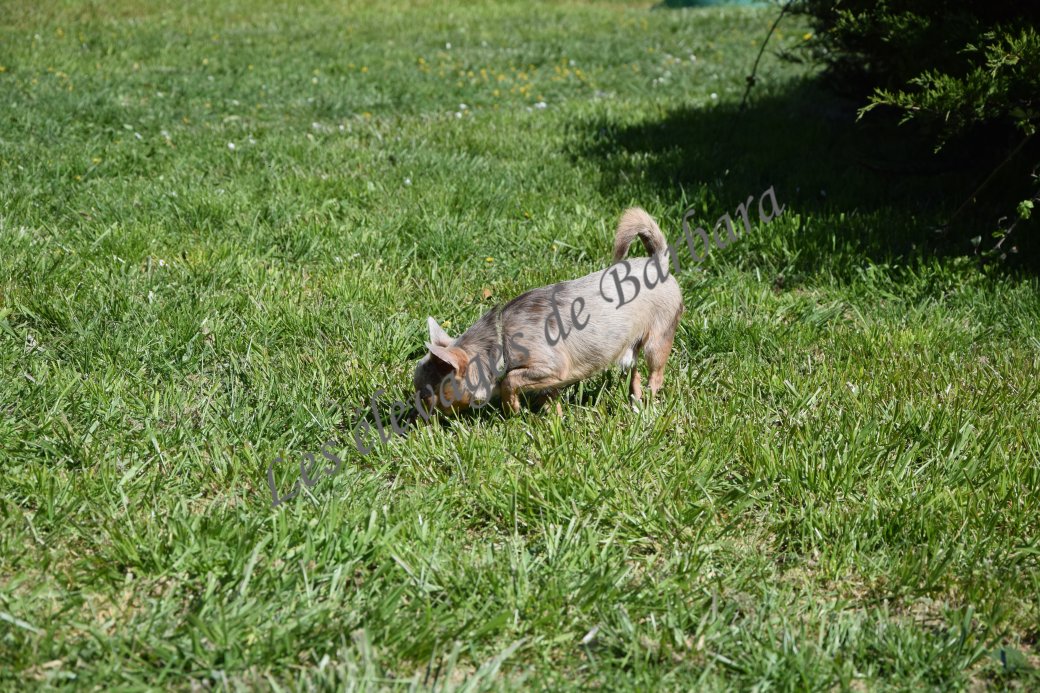 Chihuahua - VOULFY - Photo 10