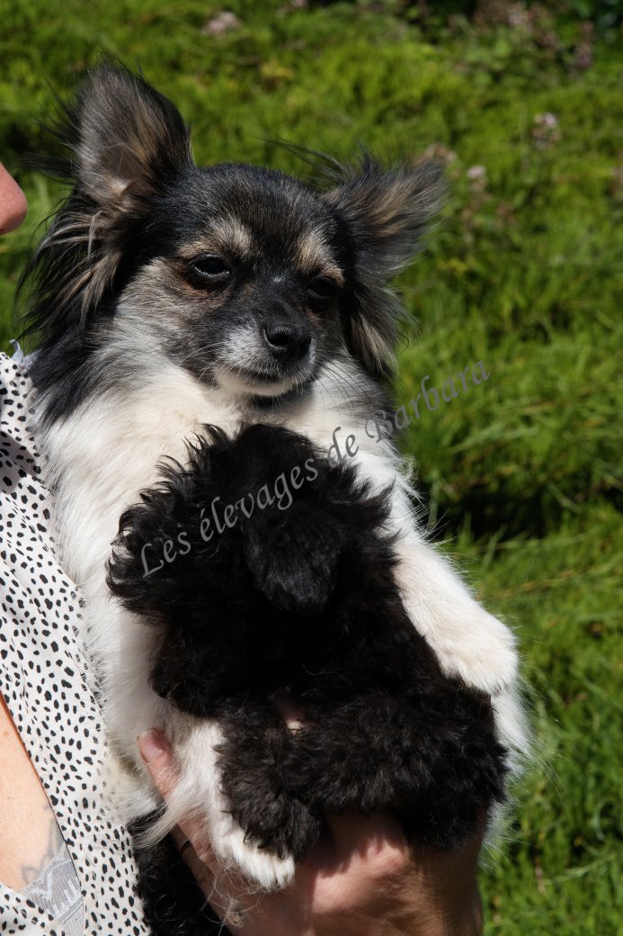 VEYGA, Pom Chi femelle, photo 2